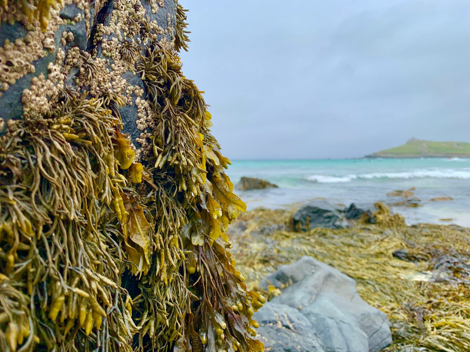 Seaweed in nature